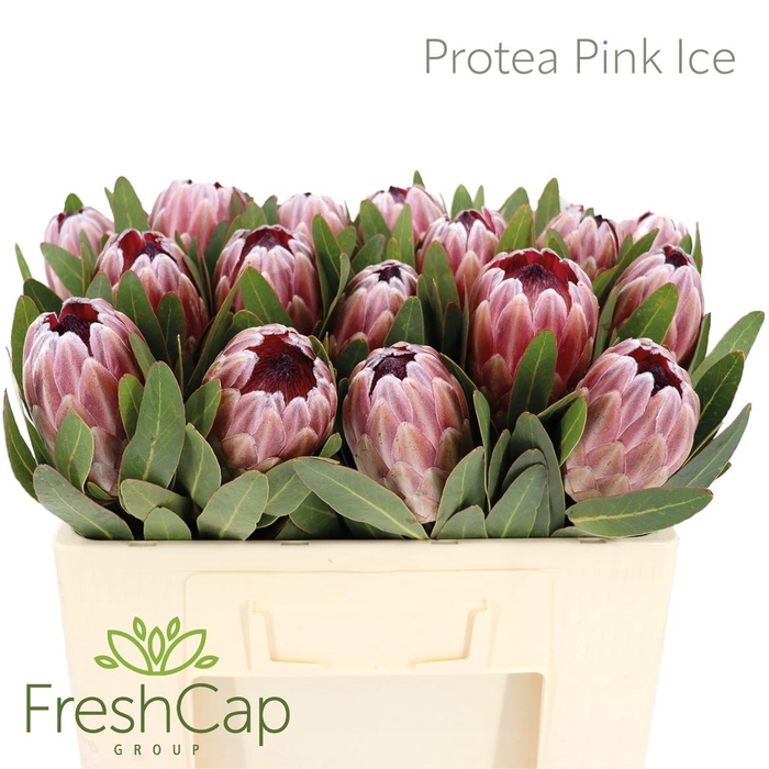 <h4>PROTEA  'PINK ICE'</h4>