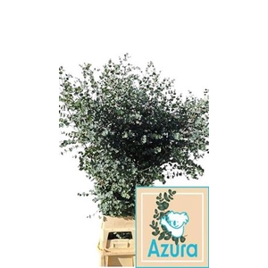 Euca Gunny Azura