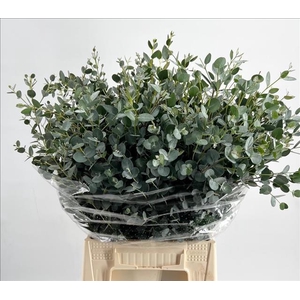 Euc. Gunnii Short Extra