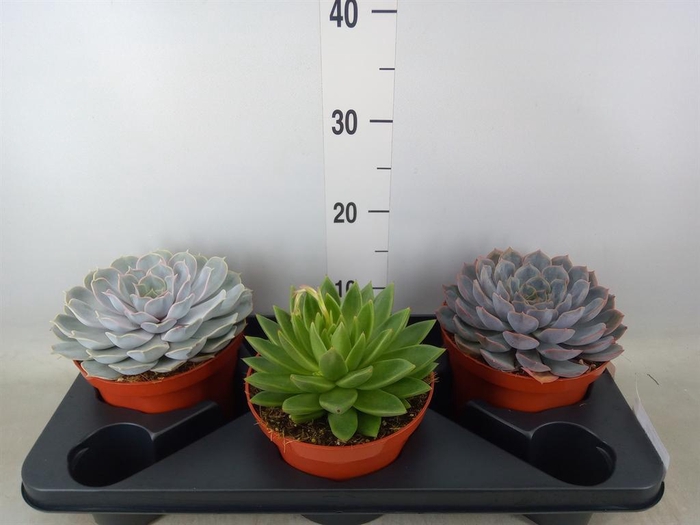 <h4>Echeveria   ...mix</h4>