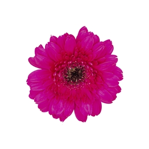 GERBERA FARAO < 050 CM > 050 CM DIAM PINK