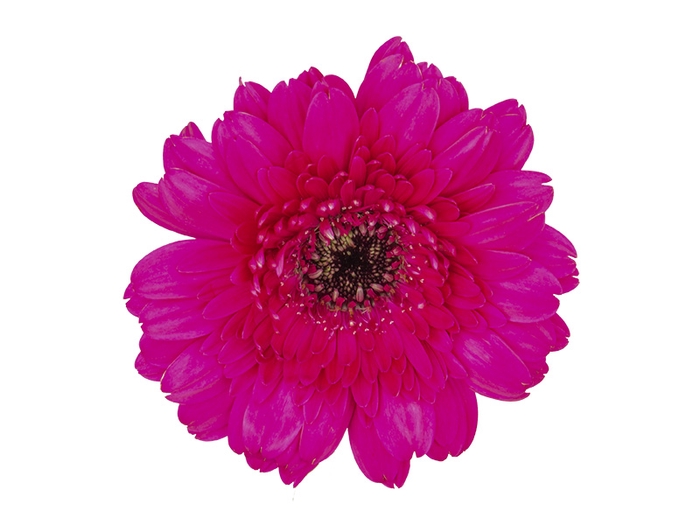 GERBERA FARAO < 050 CM > 050 CM DIAM PINK