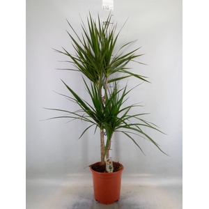 Dracaena marg.