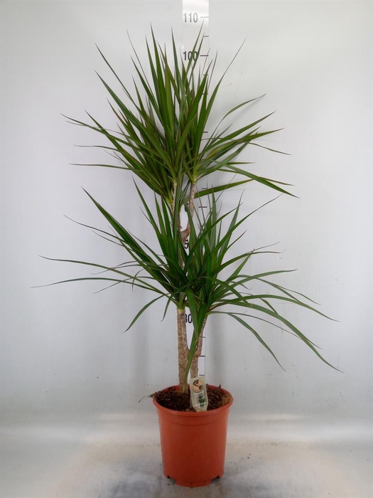 <h4>Dracaena marg.</h4>