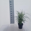 Miscanthus sinensis