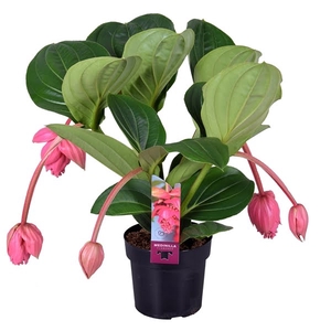 Medinilla Magnifica Flamenco 2 etage 5 knop