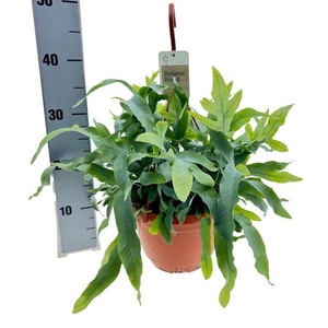 !! PROMO !! PHLEBO A BLUE STAR P21