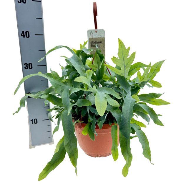 <h4>PHLEBO A BLUE STAR P21</h4>