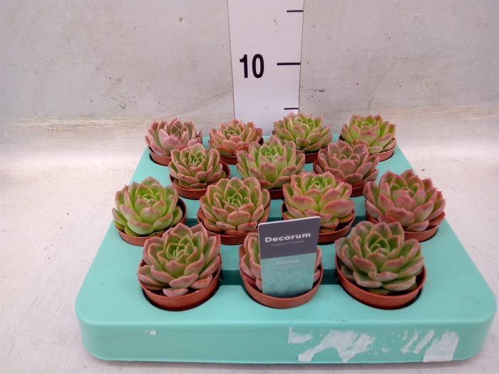 <h4>Echeveria gilva</h4>