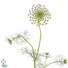 <h4>Ammi visnaga 'Casablanca'</h4>