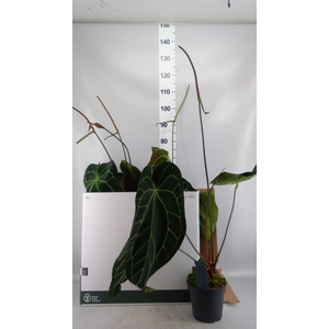 Anthurium clarinervium