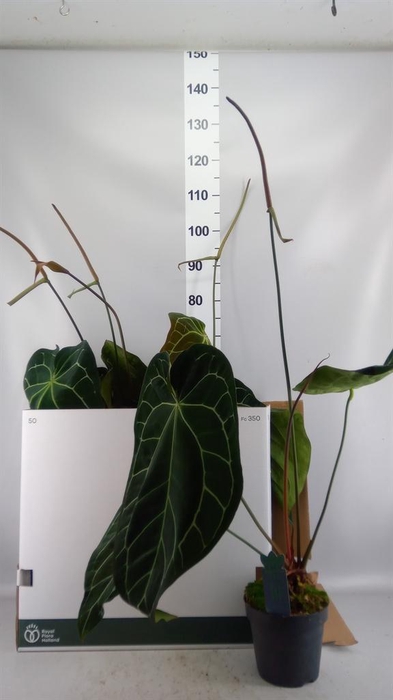 <h4>Anthurium clarinervium</h4>