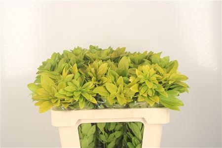 <h4>Choisya Te Lich</h4>