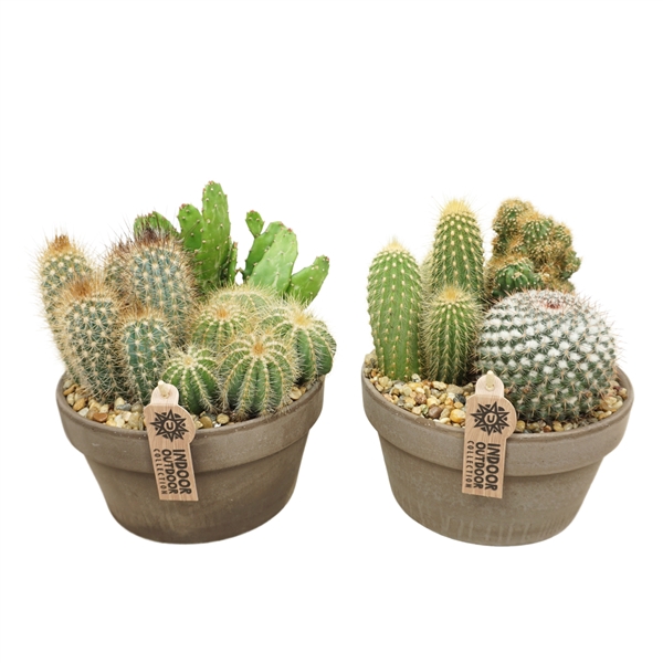 <h4>Cactus arrangement in 20 cm 'Grijze Schaal'</h4>