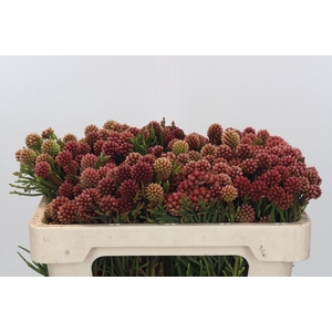 Kaaps Groen Brunia Fraga (Clusterstar Raspberry)