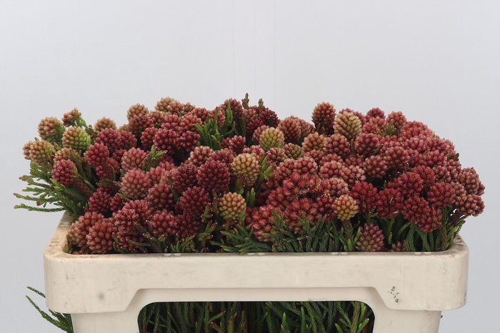 <h4>Kaaps Groen Brunia Fraga (Clusterstar Raspberry)</h4>