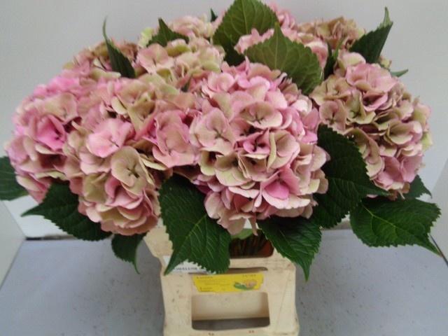 <h4>HYDR M ROYAL LOVE CL</h4>