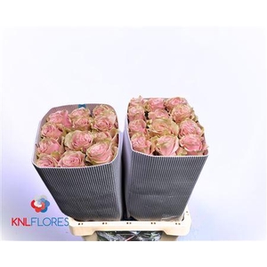 R Gr Pink Mondial Ec