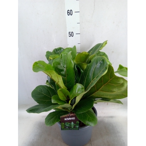 Ficus lyrata