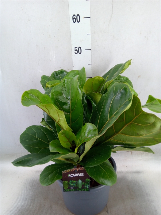 <h4>Ficus lyrata</h4>