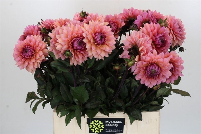 Dahlia Sweet Sanne