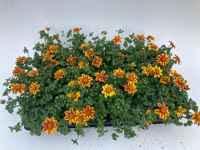 <h4>BID SOLAIRE STAR</h4>