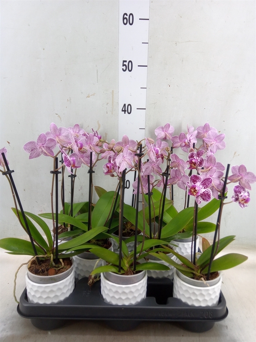 <h4>Arr.  Phalaenopsis MT   L%</h4>