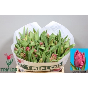 TULIPA PA 'MARVEL PARROT'