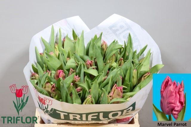 <h4>TULIPA PA 'MARVEL PARROT'</h4>