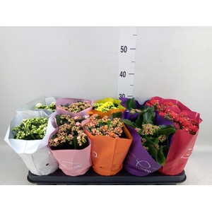 Kalanchoe blos. 'Perfecta'  ..mix 5