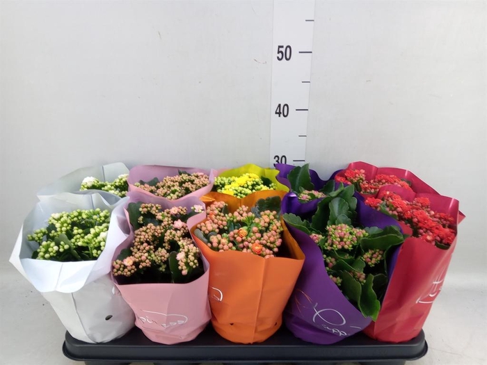 <h4>Kalanchoe blos. 'Perfecta'  ..mix 5</h4>