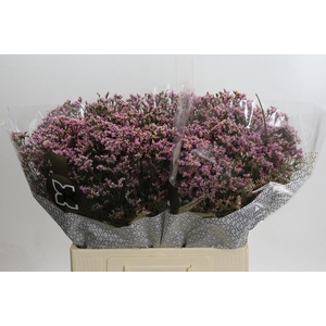 Limonium sinensis Blush Diamond