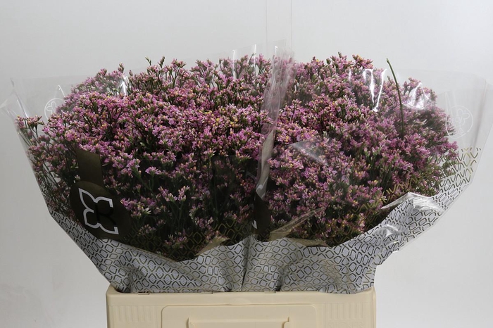 Limonium sinensis Blush Diamond