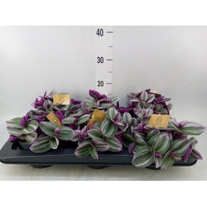 Tradescantia albif. 'Nanouk'