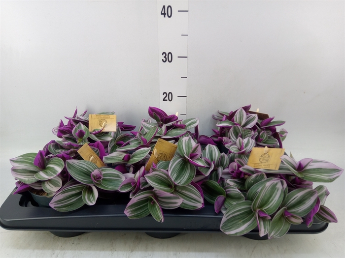 <h4>Tradescantia albif. 'Nanouk'</h4>