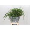 Panicum Fountain