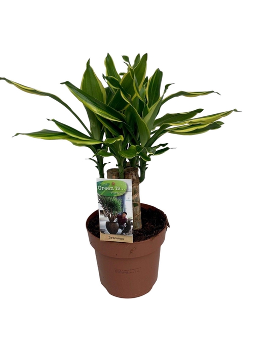 <h4>Dracaena Golden Coast carroussel</h4>