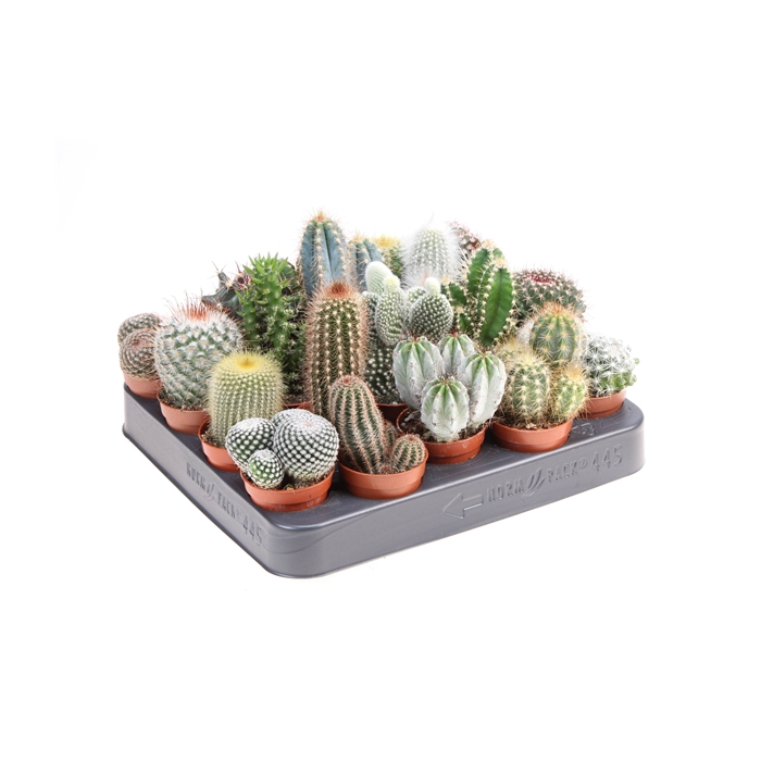 <h4>Cactus mix</h4>