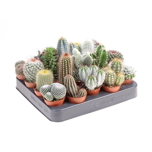 <h4>Cactus mix</h4>