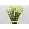 Agapanthus Casablanca
