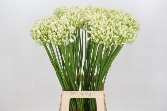 Agapanthus Casablanca