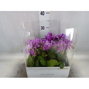 Phalaenopsis multi.   ...lilac