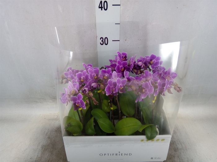 <h4>Phalaenopsis multi.   ...lilac</h4>