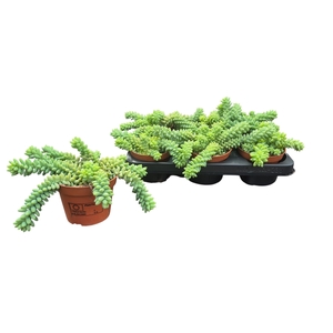 SEDUM BURRITO
