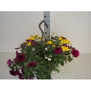 HANGING BASKETS