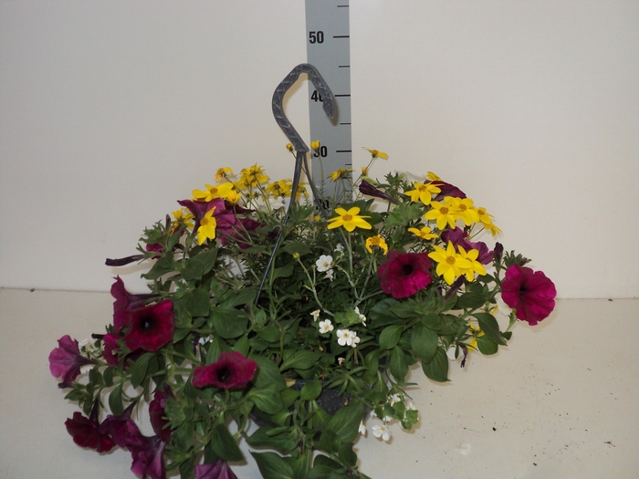 <h4>HANGING BASKETS</h4>