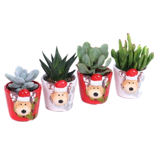 Succulenten mix 5,5 cm in rudolf keramiek