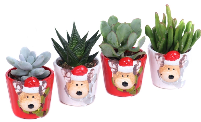 <h4>Succulenten mix 5,5 cm in rudolf keramiek</h4>
