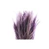 Cortaderia Lavender