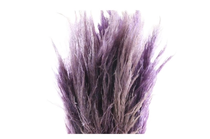 Cortaderia Lavender